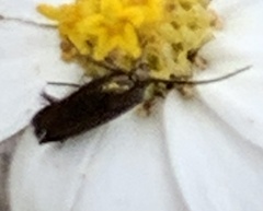 Acoloithus falsarius