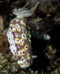 Hypselodoris tryoni