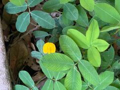 Arachis