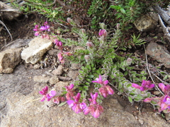 Polygala rhinostigma
