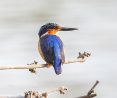 Corythornis vintsioides