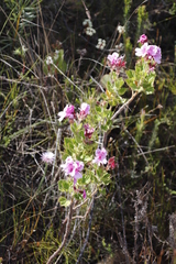 Pelargonium cucullatum strigifolium