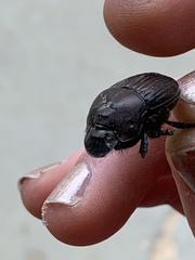 Phanaeus triangularis