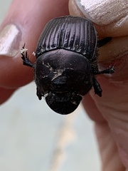 Phanaeus triangularis