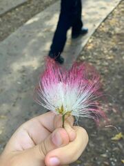 Calliandra surinamensis