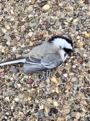 Poecile atricapillus