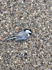 Poecile atricapillus