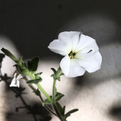 Petunia axillaris