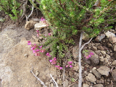 Polygala rhinostigma
