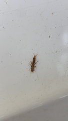 Plecoptera