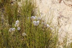 Serruria phylicoides