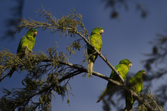 Psittacara holochlorus