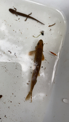 Rhinichthys cataractae