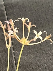 Kohautia amatymbica