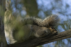 Sciurus alleni