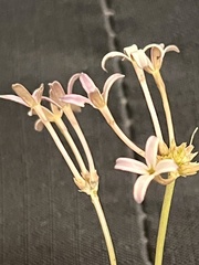 Kohautia amatymbica