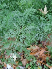 Petroselinum crispum