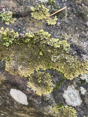 Melanelixia subaurifera