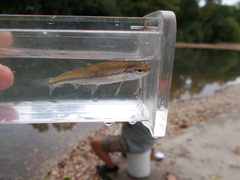 Notropis nubilus
