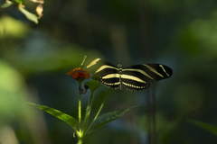 Heliconius charithonia vazquezae