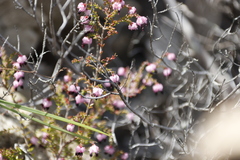 Erica spumosa