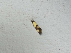 Opogona comptella