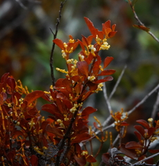 Gaiadendron punctatum