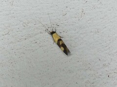 Opogona comptella