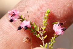 Erica spumosa