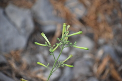 Nicotiana paniculata