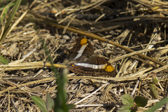 Doxocopa laure laure