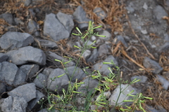 Nicotiana paniculata