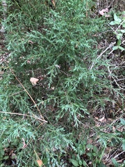 Juniperus