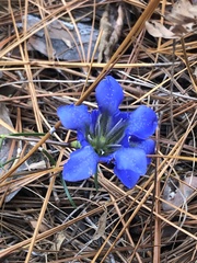 Gentiana autumnalis