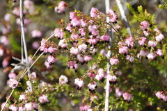 Erica spumosa