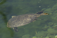 Apalone spinifera emoryi