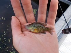 Lepomis marginatus