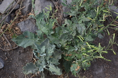 Nicotiana paniculata