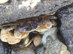 Cyclograpsus granulosus