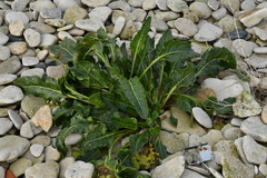 Beta vulgaris