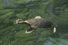 Apalone spinifera emoryi