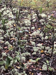 Cladonia confusa