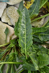 Beta vulgaris