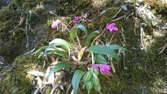 Epidendrum pallens