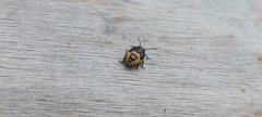 Heterogaster urticae