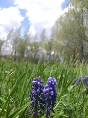 Muscari