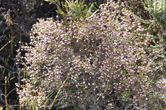 Erica spumosa