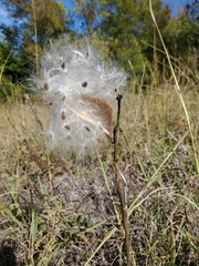 Asclepias viridis