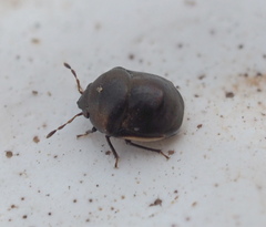 Thyreocoridae