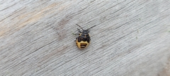 Heterogaster urticae